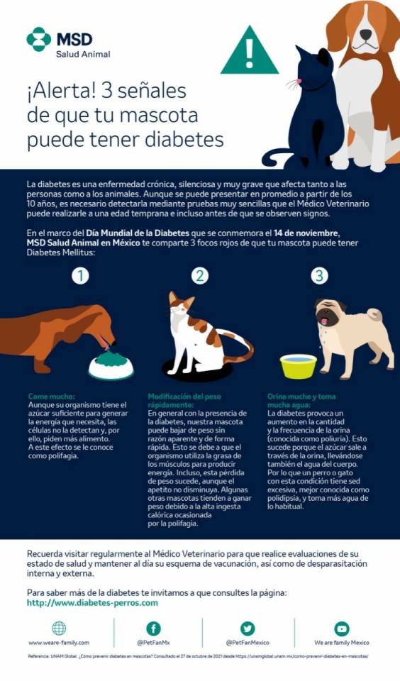 3 señales de que tu mascota puede tener diabetes.