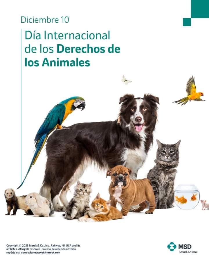 Diciembre 10 - Día Internacional de los Derechos de los Animales.