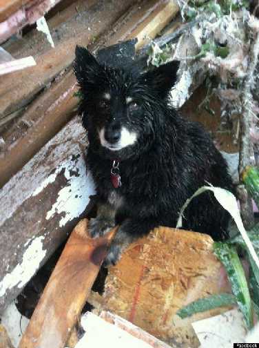 Dog guarding the body of its owner.