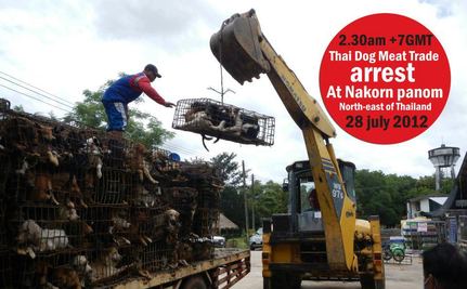 Rescate de los perros en Thailandia.