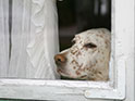 Perro triste abandonado en una casa.