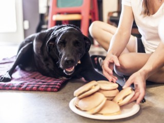 Duke en su festn de hamburguesas.