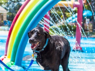 Duke en el parque acutico.