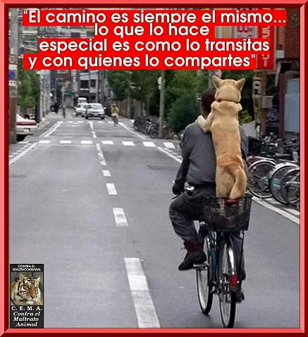 Contra el maltrato animal.