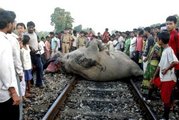 Elefante atropellado por tren en India.