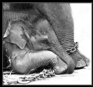 Elefantito con su madre.