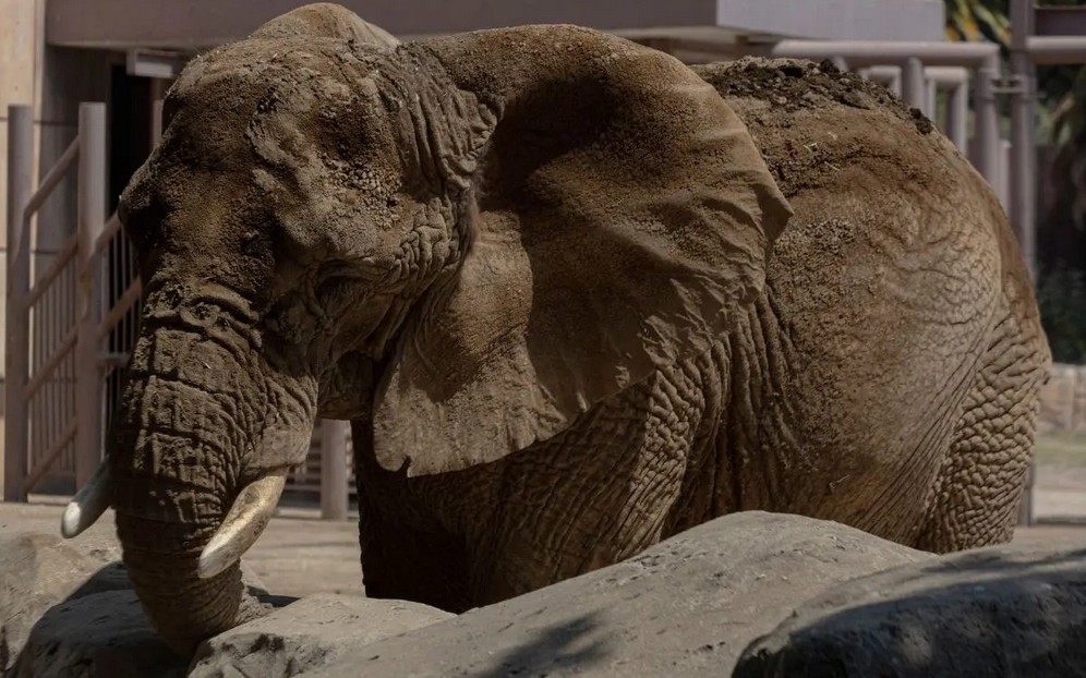 El paso lento de Ely, la elefante más triste del mundo.