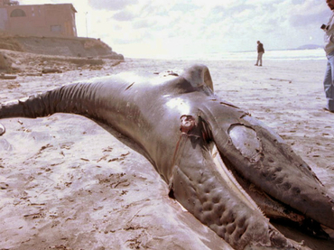 Ballena muerta en la costa de Chiapas.