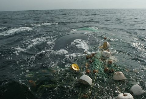 Ballena enmallada.