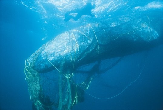 Ballena enmallada.