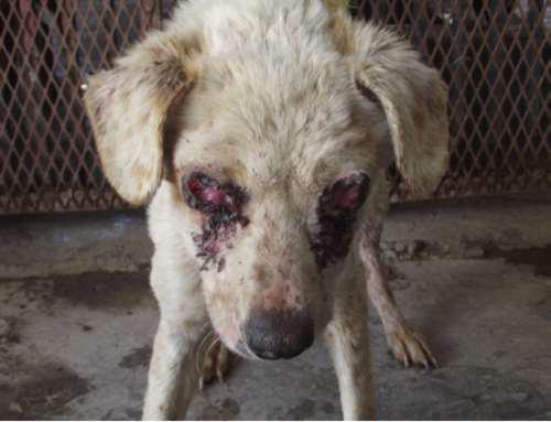 Perro torturado en Ensenada, B.C.