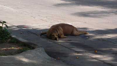 Perrito envenenado en Tlaquepaque.