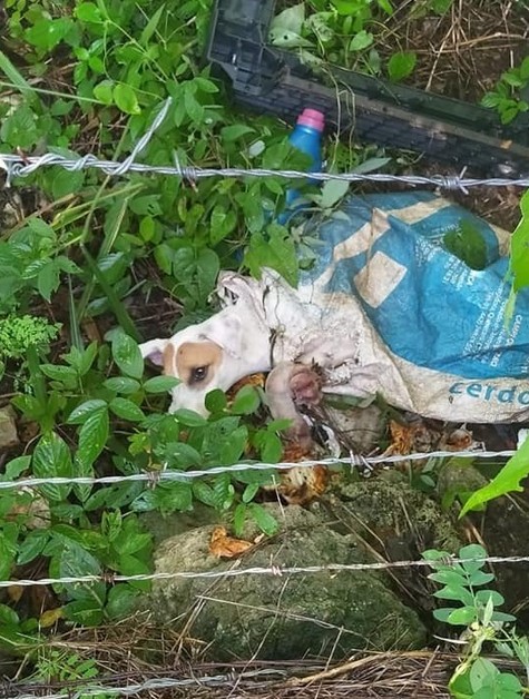 La perra fue abandonada con las patas amarradas y dentro de una bolsa en Yucatán.