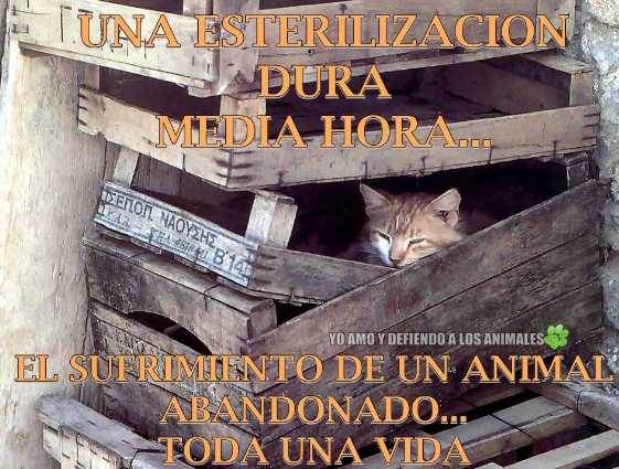 El sufrimiento de un animal abandonado dura toda una vida.