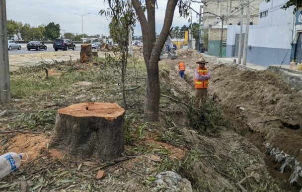 Ecocidio en Zapopan.