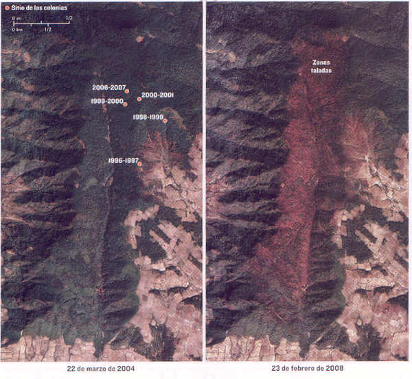 Imgenes satelitales con evidencia de la tala.