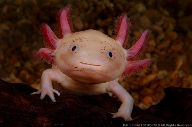 Axolotl