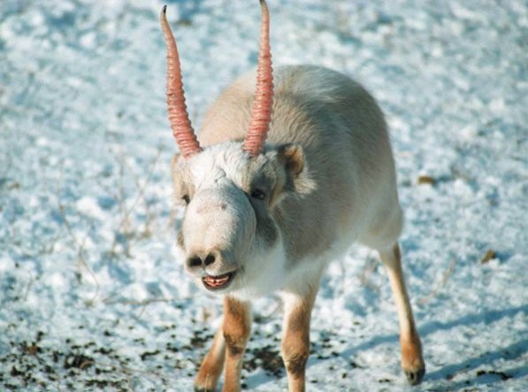 Antlope Saiga.