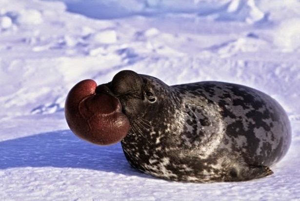 Foca con Capucha.