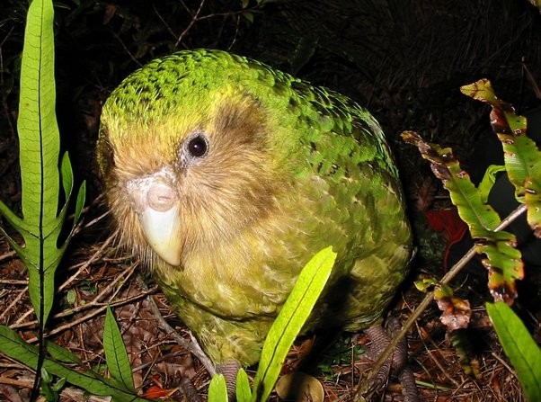 Kakapo