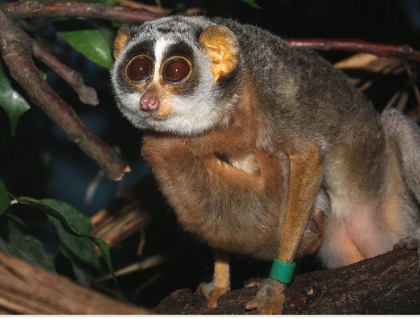 Escurridizo Loris.