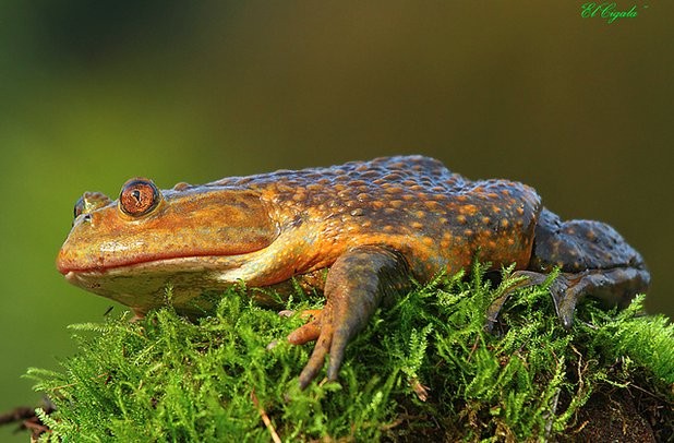 Rana Chilena.