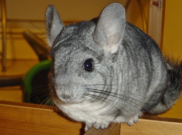 Chinchilla Cordillerana.