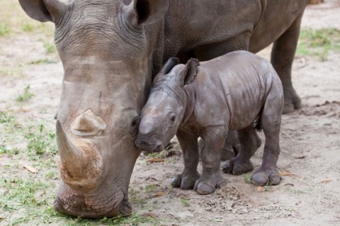 Beb rinoceronte.