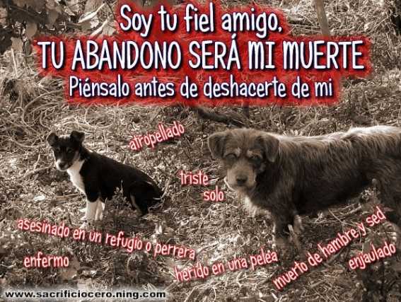 Soy tu fiel amigo...