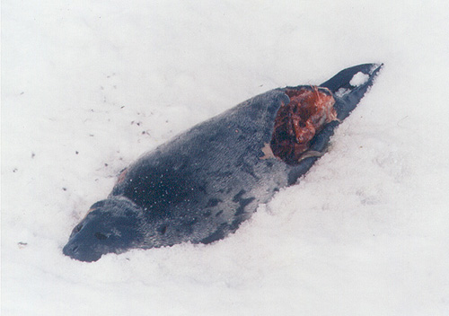 Foca muerta solamente por su pene.