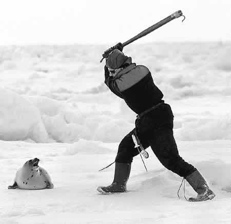 Cunto valor el del primate canadiense de la imagen!