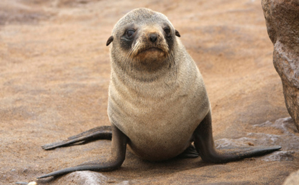 Foca en Namibia.