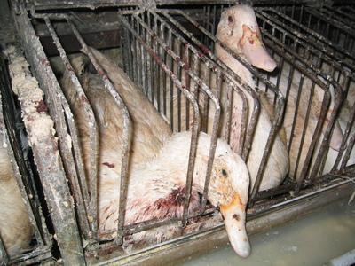 Patos inmovilizados para producir foie gras.