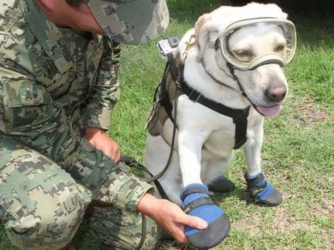 Frida, perrita rescatista de la Marina.