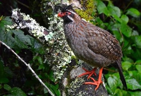 Gallina de monte.