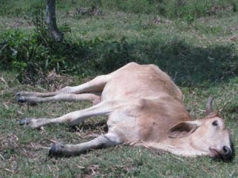 ¿Por qué no hacen algo por de estos pobres animales?