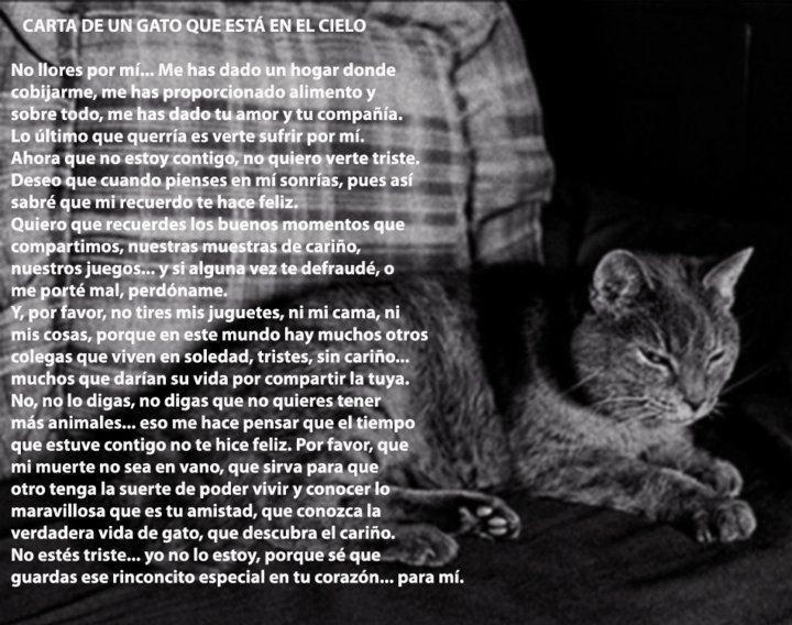 Carta de un gato desde el cielo.