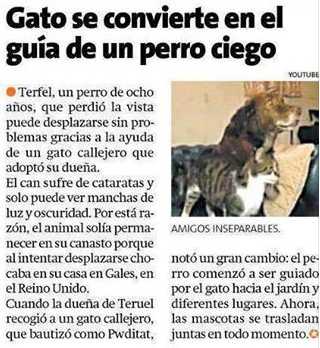 Gato gua de un perro ciego.