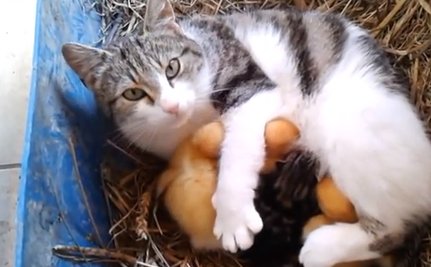 Gato y patitos.