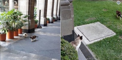 Gatos de Palacio Nacional.