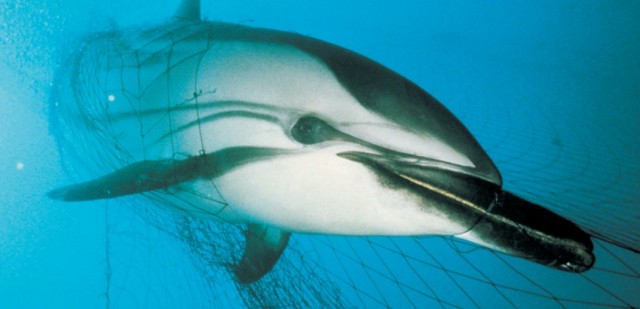 Delfín atrapado en una red de enmalle.