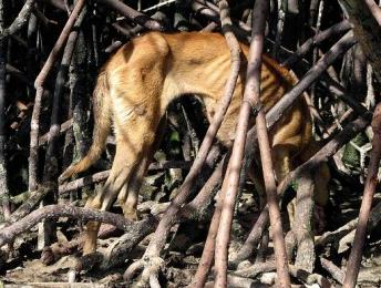Perro hambriento ocultándose entre mangles.