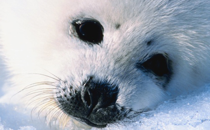 Cachorro de foca harp.