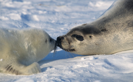 Harp seals.