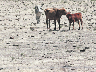 ¿Por qué no hacen algo por de estos pobres animales?