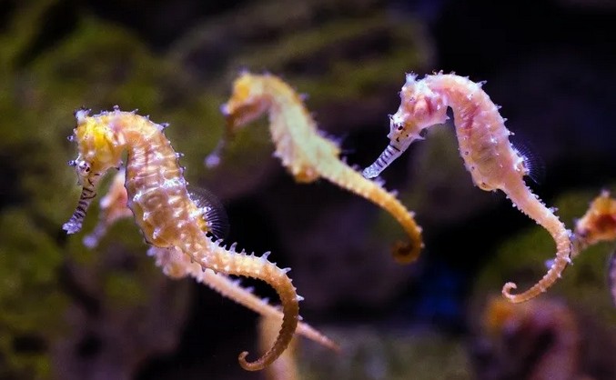 Los hipocampos son una de las miles de especies marinas en peligro de extincin.