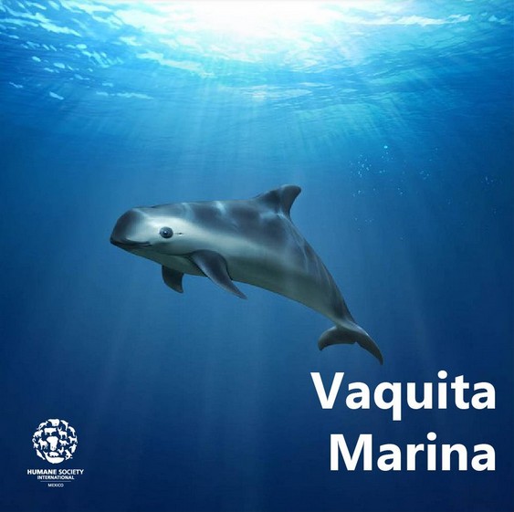 Vaquita Marina