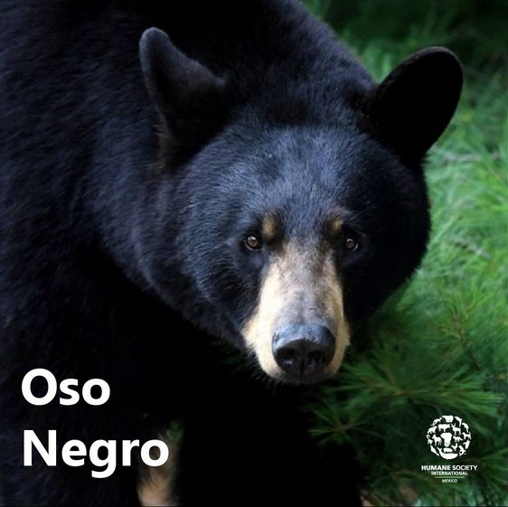 Oso Negro