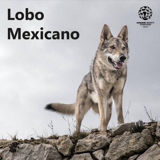 Lobo Mexicano