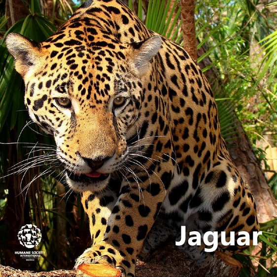 Jaguar